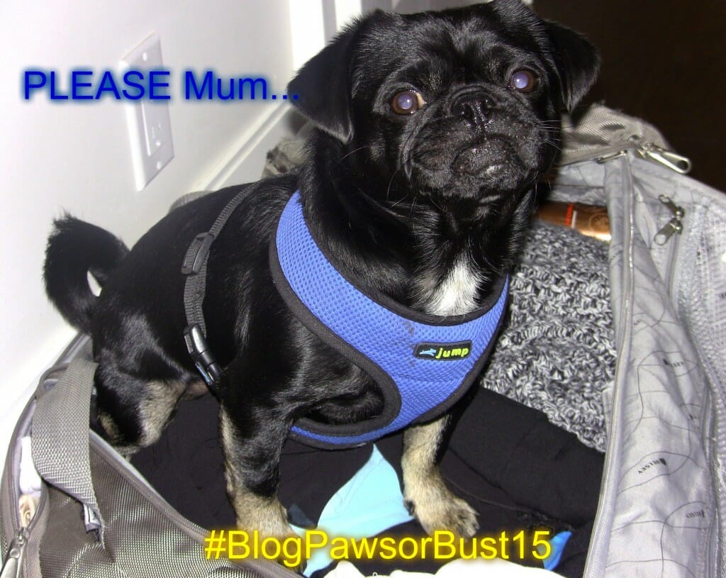 How does Kilo the Pug get to BlogPaws? Talent Hounds