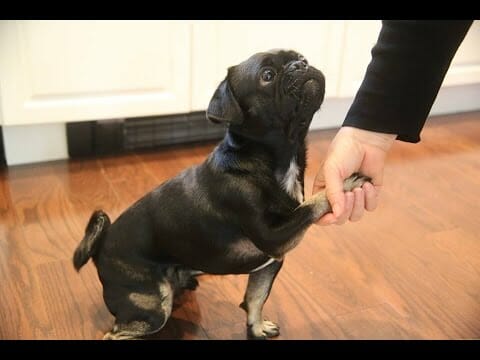 Tricks To Teach Your Dog for Mental Exercise