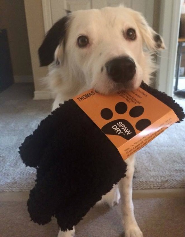 Hero the Super Collie with Spaw Dry Gloves