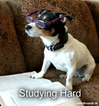 Lulu-studyhardmeme