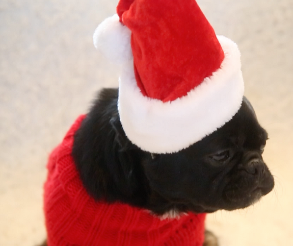 Kilo the Pug not happy dressed up for Christmas