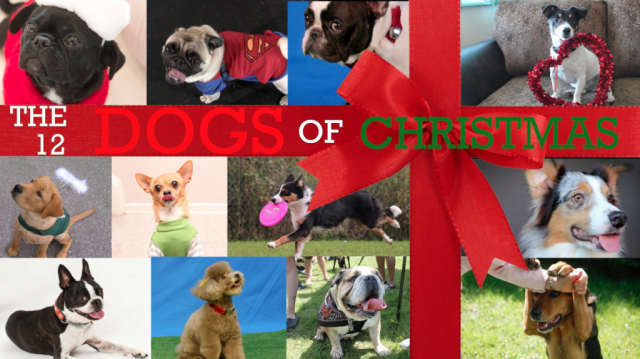 12 Days of Christmas- Rescue Dog Edition poster