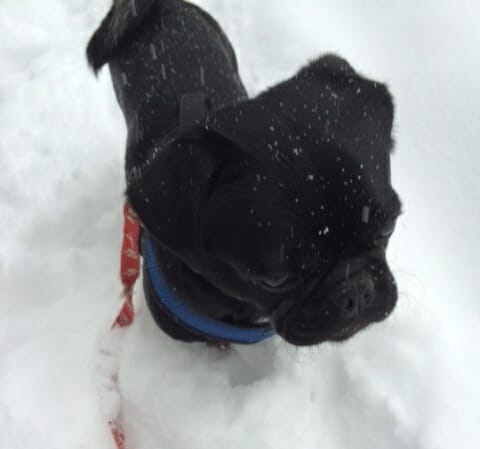 Kilo the Pug standing in snow with flakes falling