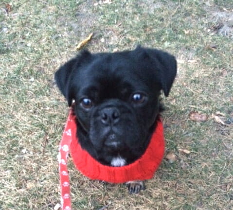 Kilo in his red sweater out for a walk on the grass