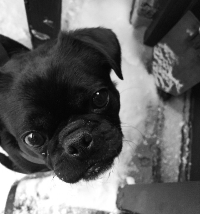 Kilo the Pug with a snow face