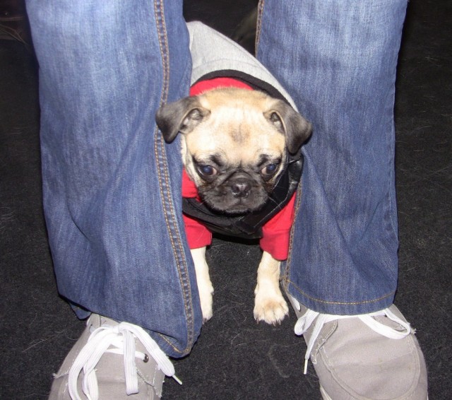 TH adorable pugpup