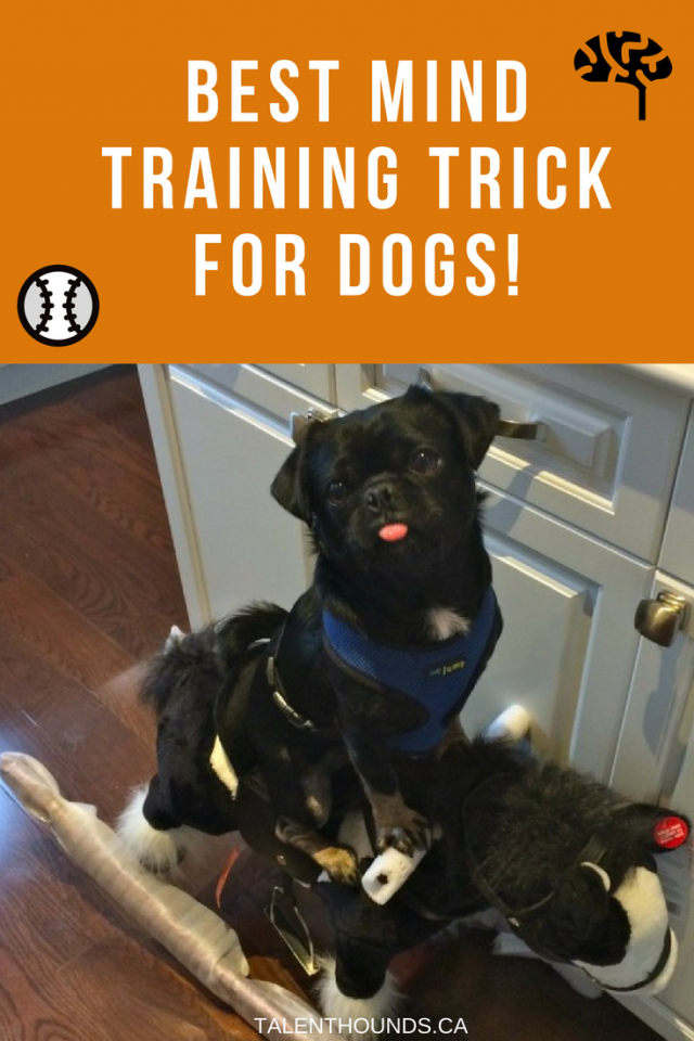 best tricks to teach your dog for mental exercise brain games teaching dogs tricks with kilo the black pug on a rocking horse