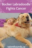 bocker labradoodle fights cancer