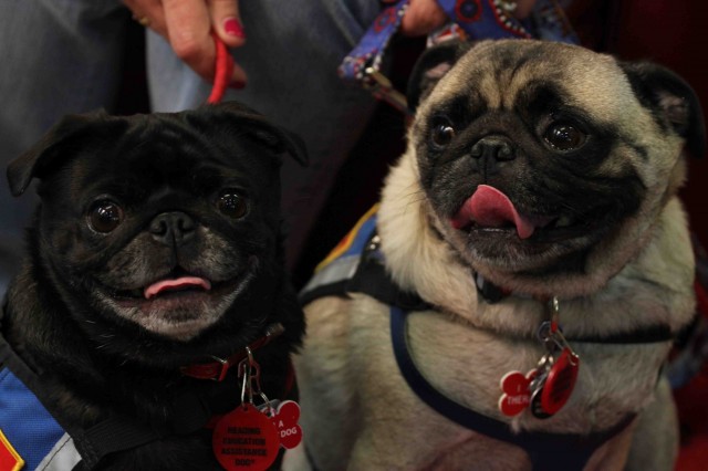 Therapy Pugs Sailor and Scarlett