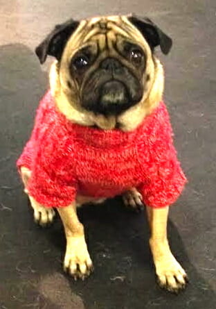 Pug in a red sweater