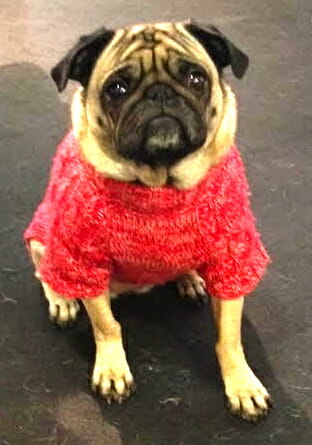 pug