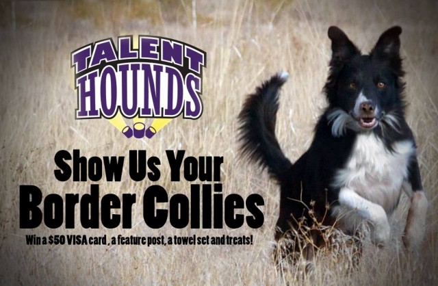 TH Border Collies ad