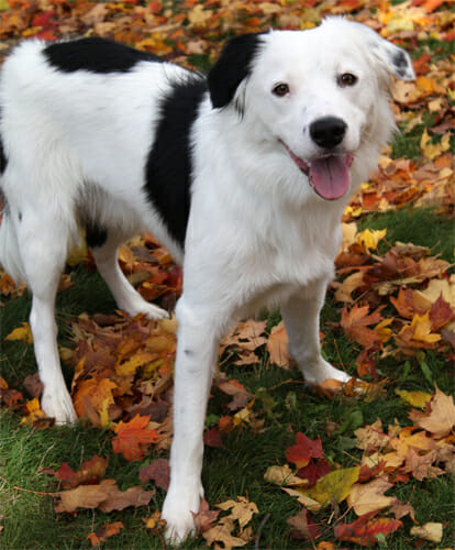 border-collie