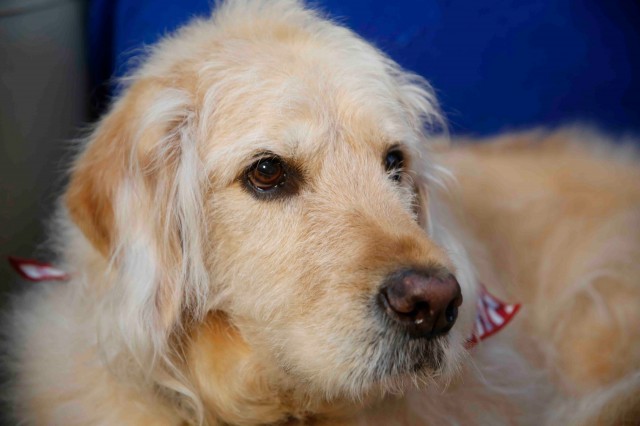Bocker Labradoodle - celebrity therapy dog