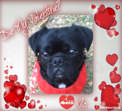 Kilo the pug's Valentine card
