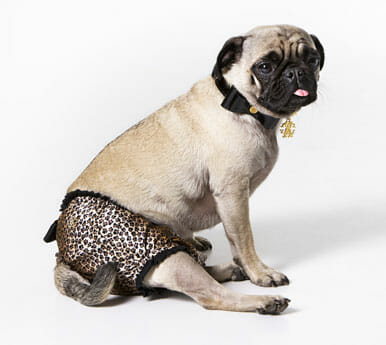 roberto_cavalli_pet