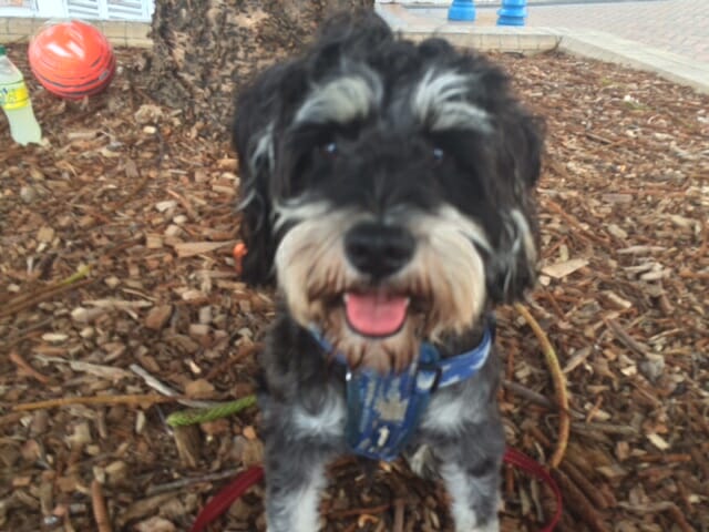 TH cute beach puppy