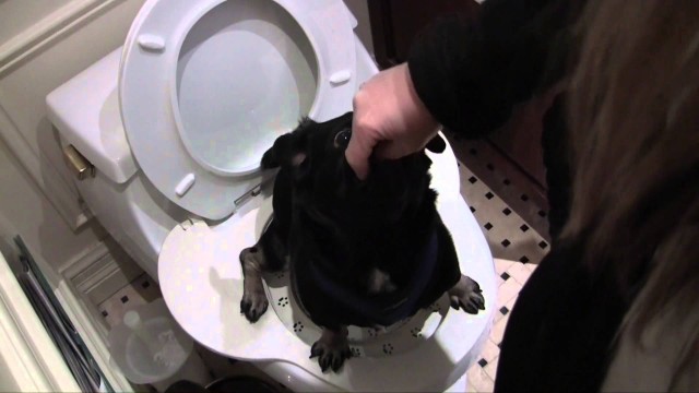 How To Potty Train A Puppy On A REAL Toilet