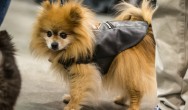 pomeranian dressed in black leather