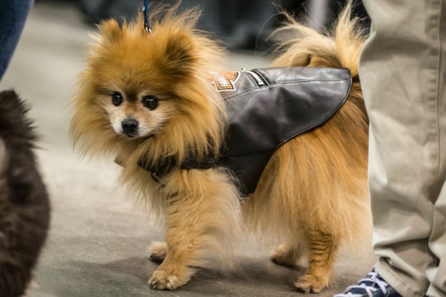 pomeranian dressed in black leather