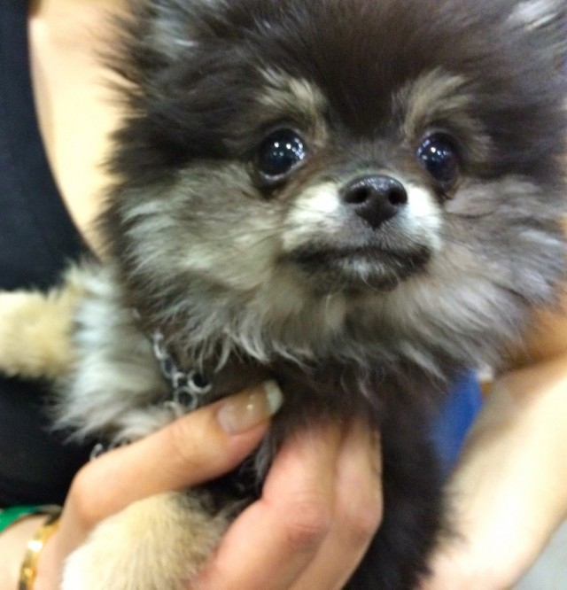 pom-chi puppy looking up into camera