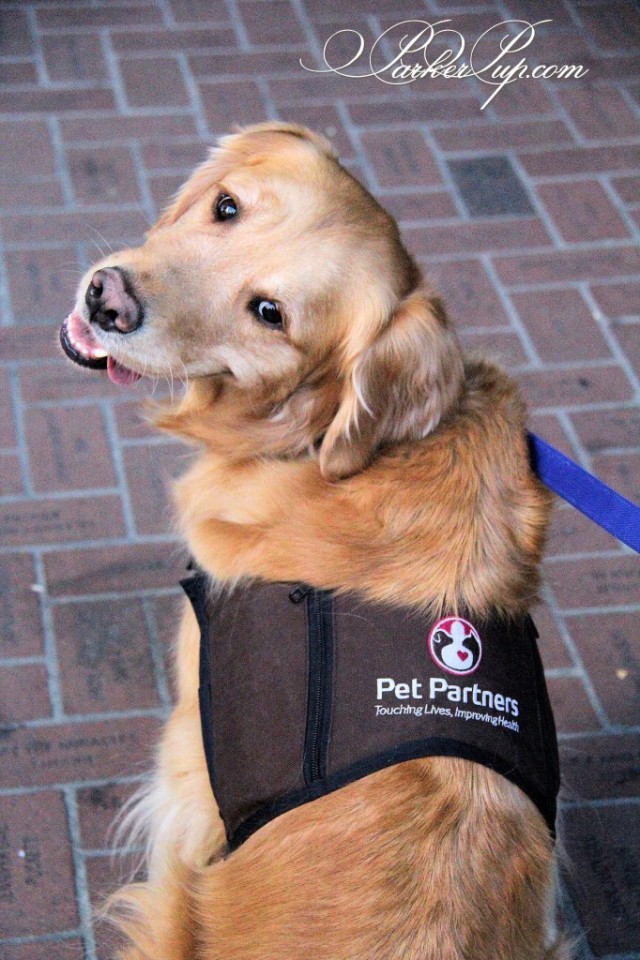 Parker the Therapy Dog