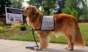 Parker hero dog supporting cancer