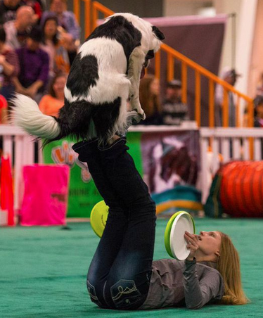 Sara and Hero the Super Collie appear in Amazing Dog Tricks Video at Canadian Pet Expo