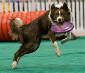 Talented Border Collie Rev in action with disc