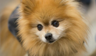 pomeranian