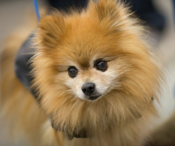 cute pomeranian face looking at camera
