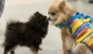 two pomeranians sniffing noses