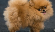 pomeranian