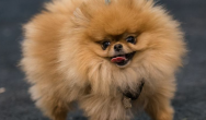 pomeranian