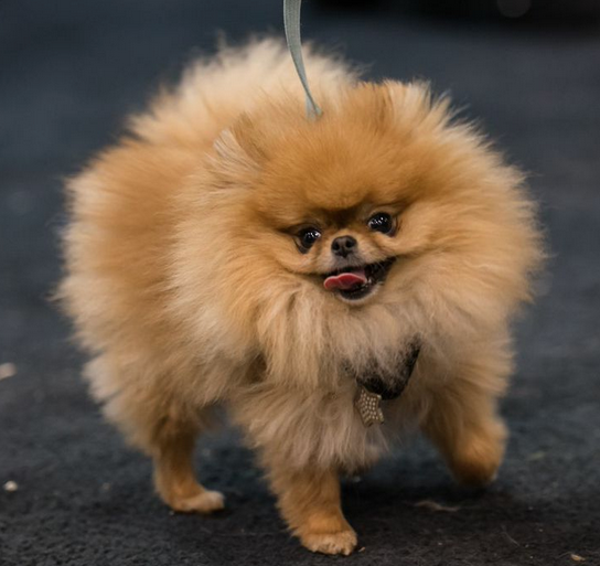 pomeranian