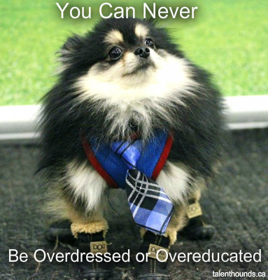 overdressed or overeducated Meme-K9 Couture