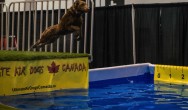 dock diving dog at Canadian Pet Expo