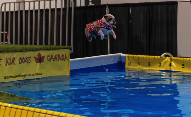 TH CPE Dock diving bulldog