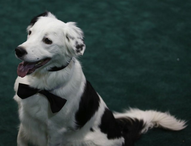 Hero the Super Collie in a bow tie at the All About Pets Show