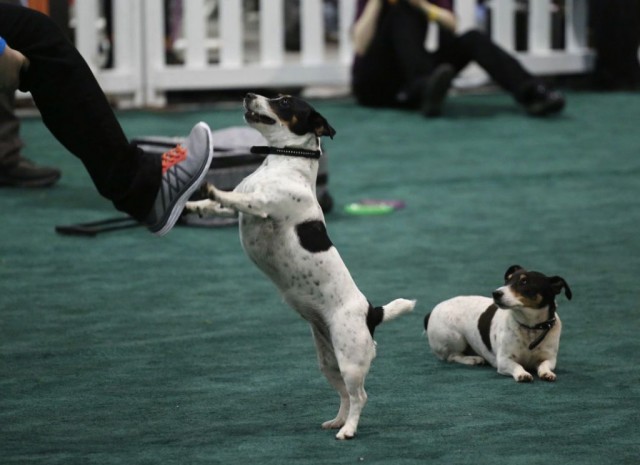 Shivers and Sweetie the JRTs performing at Canadian Pet Expo 2015
