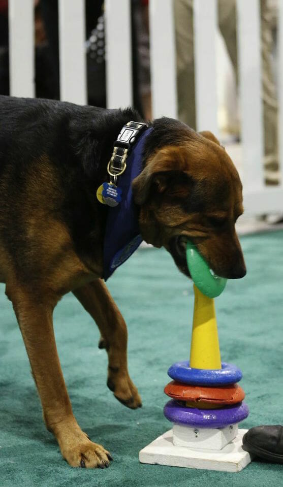 Noodles the Wonder Dog doing a ring trick at Canadian Pet Expo 2015