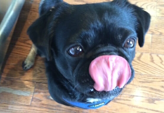 TH Kilo pug tongue out