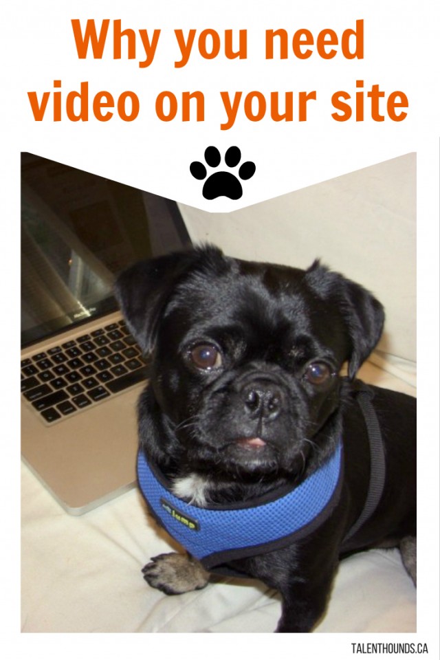 Why you need video on your site -Kilo the pug hard at work