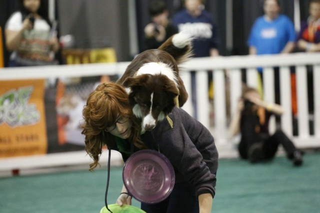 Rev the Border Collie