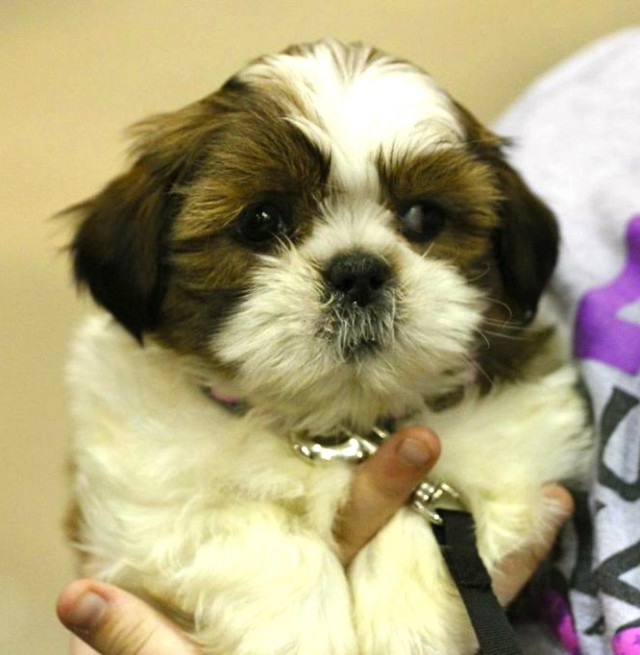 teacup maltese puppy looking at camera