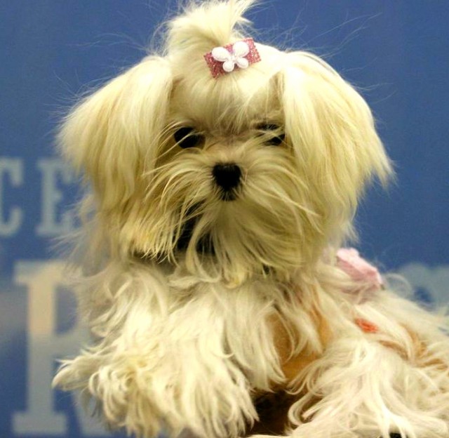 maltese puppy poses for camera