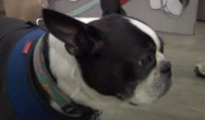 Rescue Boston terrier Curbie at CPE