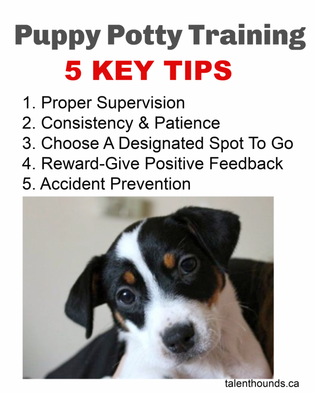 How to house train your puppy- find out these 5 Ket Tips on Potty Training your Puppy and a Step by Step guide by Trainer Gillian Ridgeway. 5 Key Tips 1. Proper Supervision 2. Consistency & Patience, 3. Choose A Designated Spot to Go, 4. Give Positive Feedback- Reward Good Behaviours, Do Not Punish, 5. Accident Avoidance.