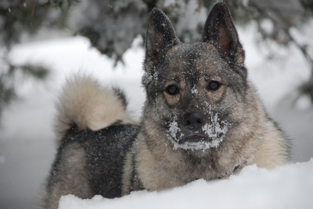 Chara the hero dog in the snow