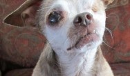 Harley the puppy mill survivor